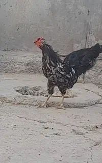 مرغ وخروس