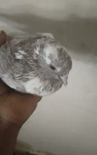 کبوتر