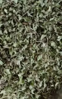 اویشن
