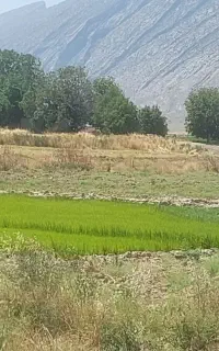 چلتوک
