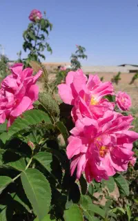 گلاب درجه یک