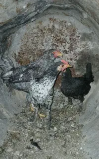 خروس