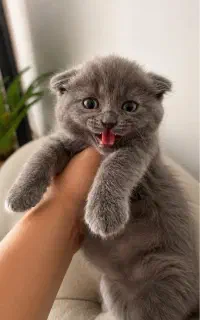 بچه گربه نر اسکاتیش بلو