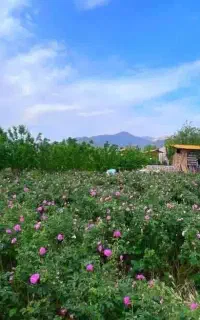 تور ویژه گلابگیری کاشان نیاسر