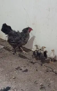 جوجه امپراتور اصل