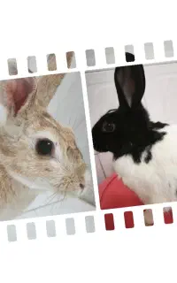خرگوش
