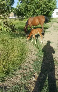 مادیان با کره
