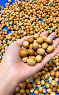 فروش سنجد تازه