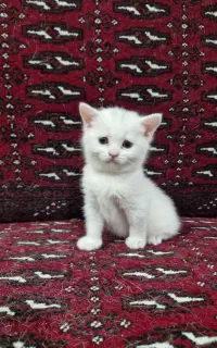 بچه گربه بریتیش