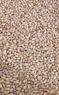 لوبیا چیتی امساله خوشپخت و تازه چین