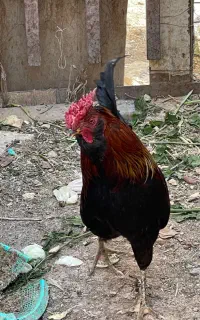خروس گلین چهل تاج ریشی