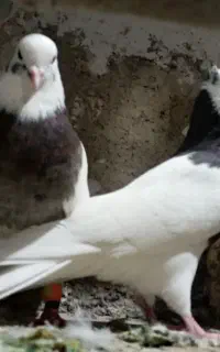 جفت نروماده طوقی