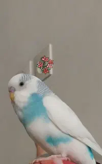 پرنده گمشده