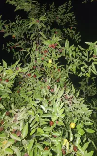 عناب تازه