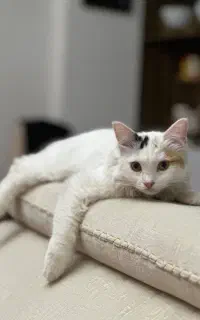 گربه نر نیازمند