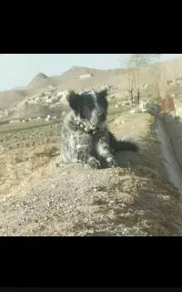 سگ قدرجونی