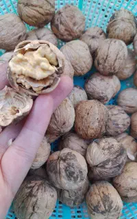 گردو مغز سفیدوچرب
