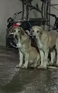 پژدر