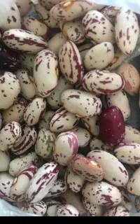 پیش فروش لوبیا چیتی محلی