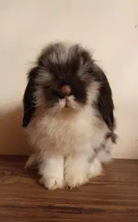 خرگوش لوپ نر بالغ جوان