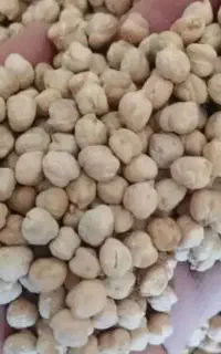 ۲۰۰ کیلو نخود سفید پاک شده