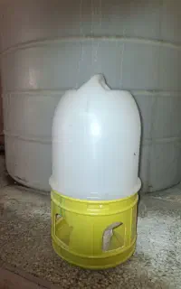 کبوتر