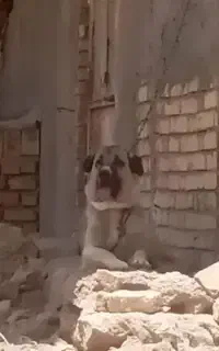 ماده پژدر جفت نخورده