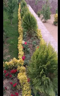 خدمات باغبانی حرفه‌ای هرس کوددهی، تعویض خاک گلدان