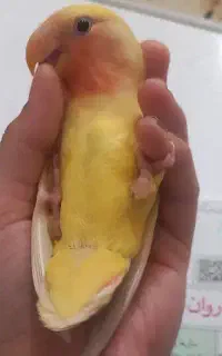 کوتوله گمشده