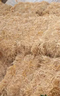 کاه‌ برنج‌‌کولش
