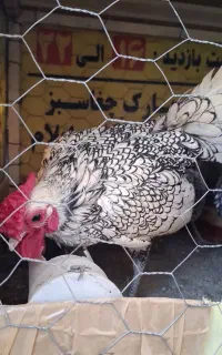 تخم نطفه دار