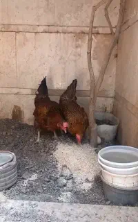 دو عدد مرغ تخمگذار