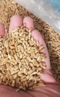 کشاورز گندم و جو هستید این نکته رو جدی بگیرید