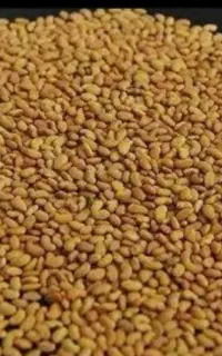 بذر یونجه درجه یک