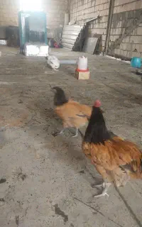 نیمچه‌مرغ‌وخروس‌ورورک‌وروک