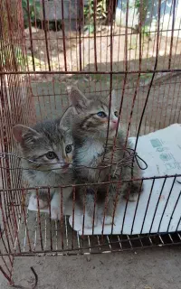 واگذاری ۲ بچه گربه