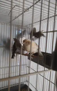قناری ابلغ ماده جفتی سهره
