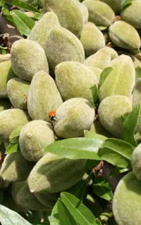 نهال بادام سنگی