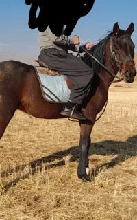 اسب کورد سه ساله