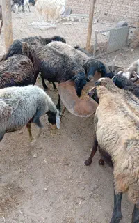 ۱۰راس میش قصر