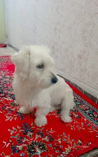 سگ سالم