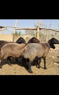 شیشک روزگاری 6راس.گوسفند.بره.بز