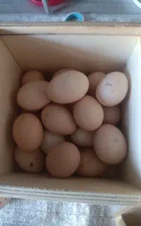 فروش تخم لاری اصیل