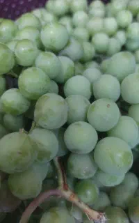 غوره سنگک پر آب