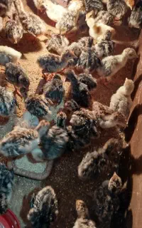 بوقلمون ۱۵ روزه