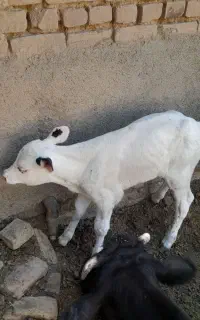 گاو