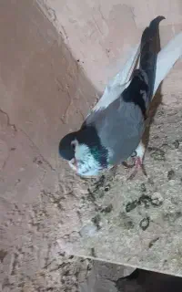 کفتر چپ