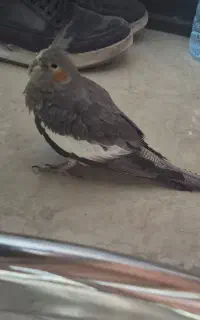 عروس هلندی پیداشده منطقه ۲۲