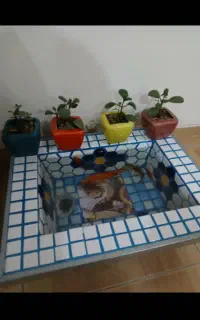 حوضچه واقعی