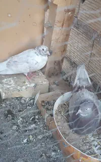 دو عدد کبوتر